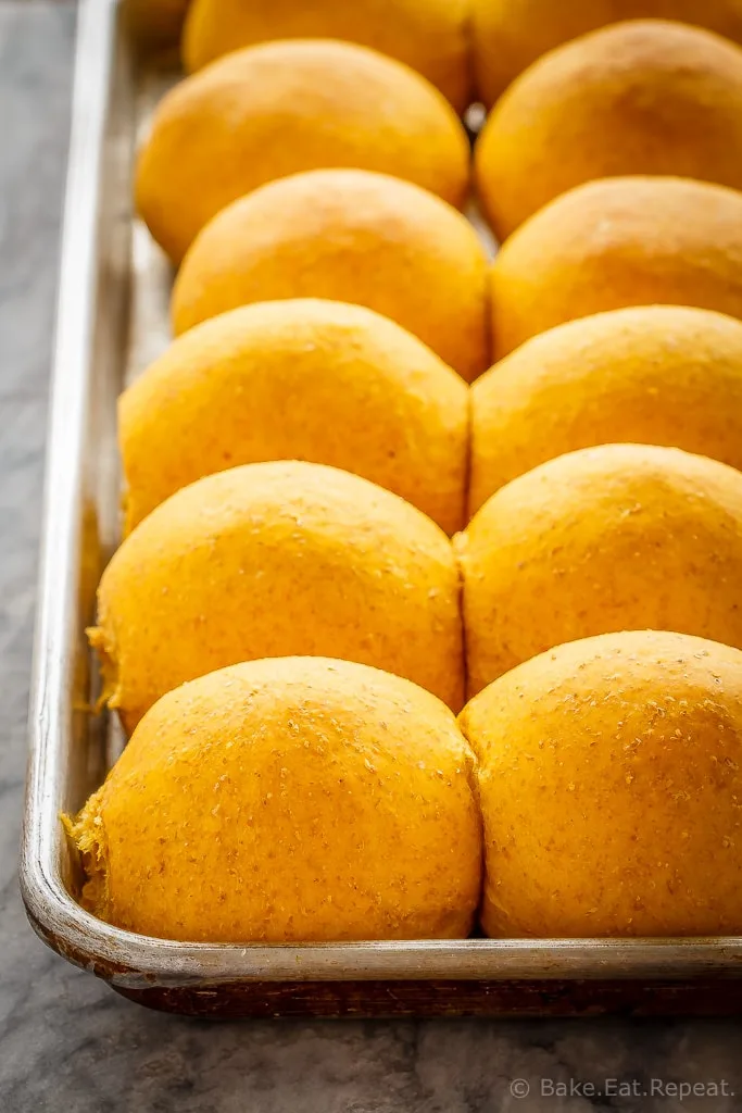 These whole wheat pumpkin dinner rolls are soft and fluffy and so easy to make. Plus they are amazing piled with turkey or ham for lunch!